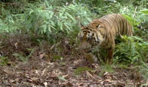 harimau