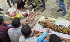 harimau dikuliti