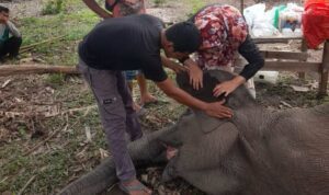 gajah