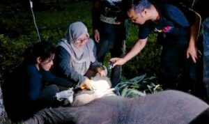 gajah mati