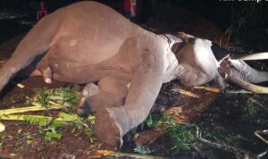 gajah mati pelalawan