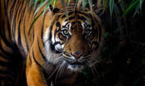 harimau-