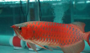 ikan arwana